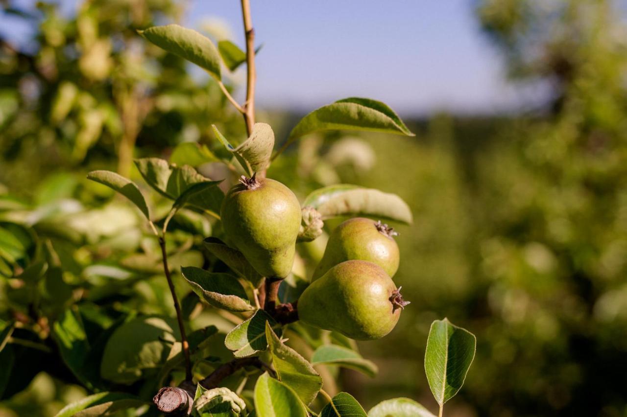לינה וארוחת בוקר Cerkvenjak Tourist Farm Firbas מראה חיצוני תמונה
